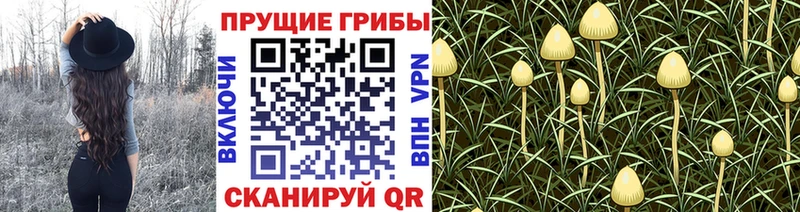 Псилоцибиновые грибы MAGIC MUSHROOMS  кракен как зайти  Кирово-Чепецк 